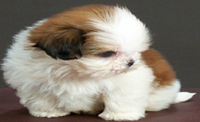 사진2
